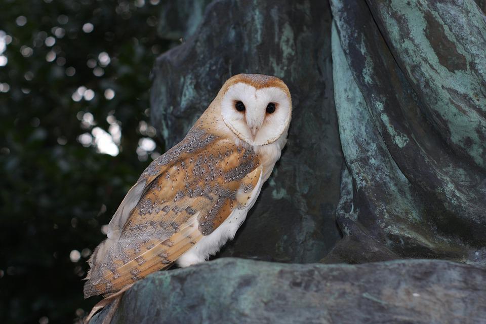 image Satellite transmitters will monitor barn owl population in Cyprus