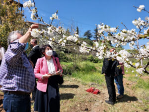 feature3 sakura planting in kambos