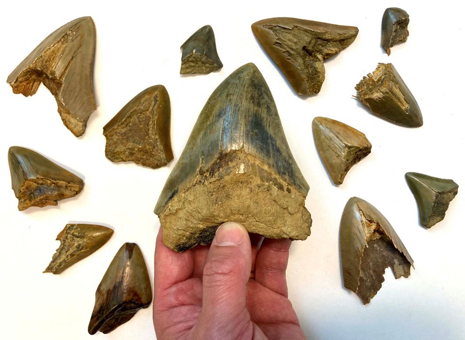 image In an ancient shark showdown, &#8216;Jaws&#8217; may have doomed &#8216;The Meg&#8217;