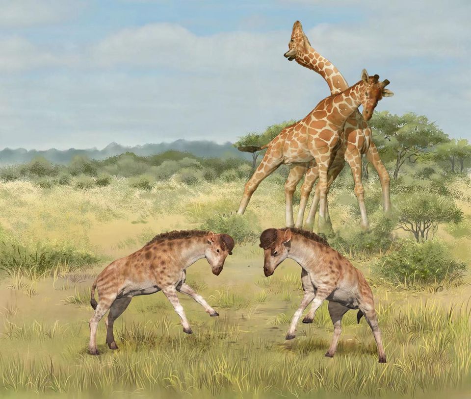 image Beast built for head-butting reveals early giraffe neck evolution