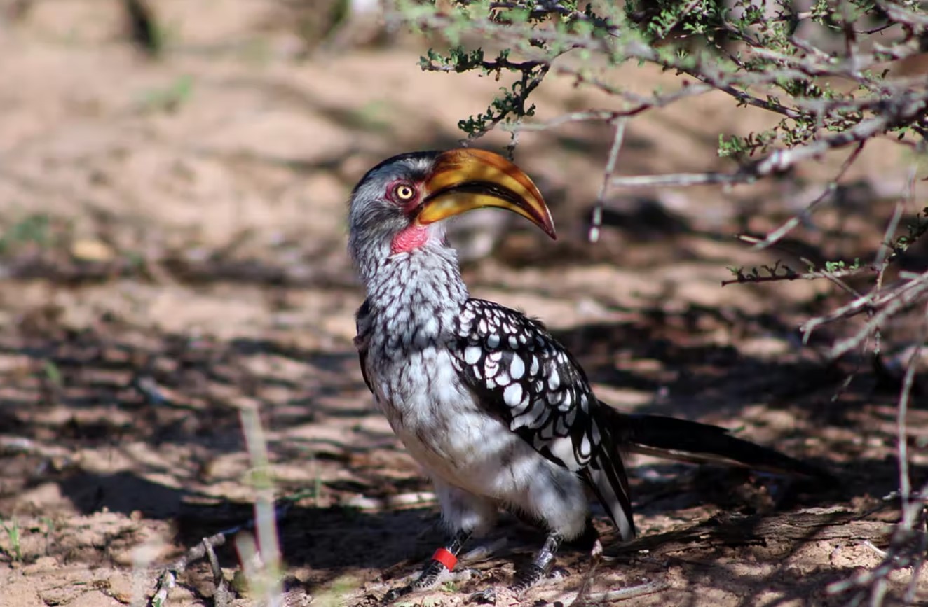 image Hotter Kalahari desert may stop hornbills breeding by 2027