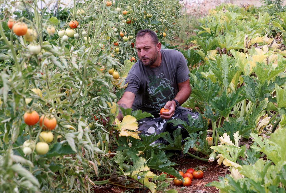 image Back to the land: Lebanese family turns to farming to survive crises