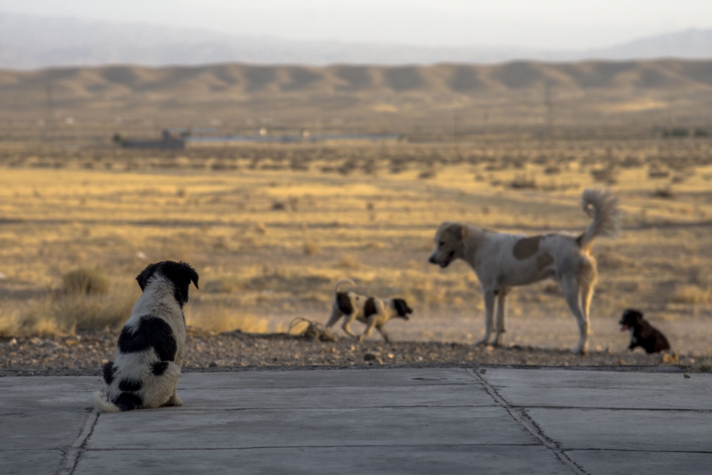 image Some 30,000 dogs sent abroad in last seven years