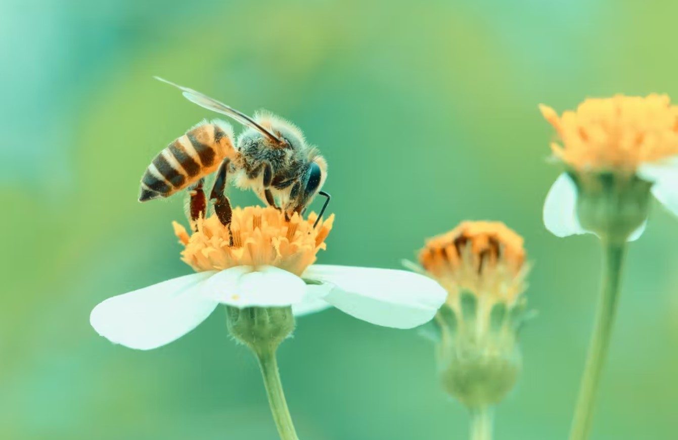 image Conservation science still rests on how animals can benefit humans
