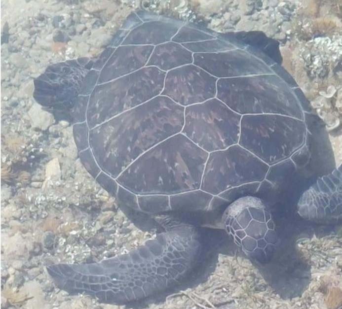 image Fisheries department issues advisory about turtle sightings