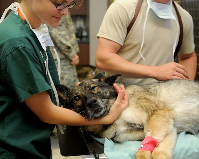 image Cyprus News Digest: First ever Veterinary School opens in September