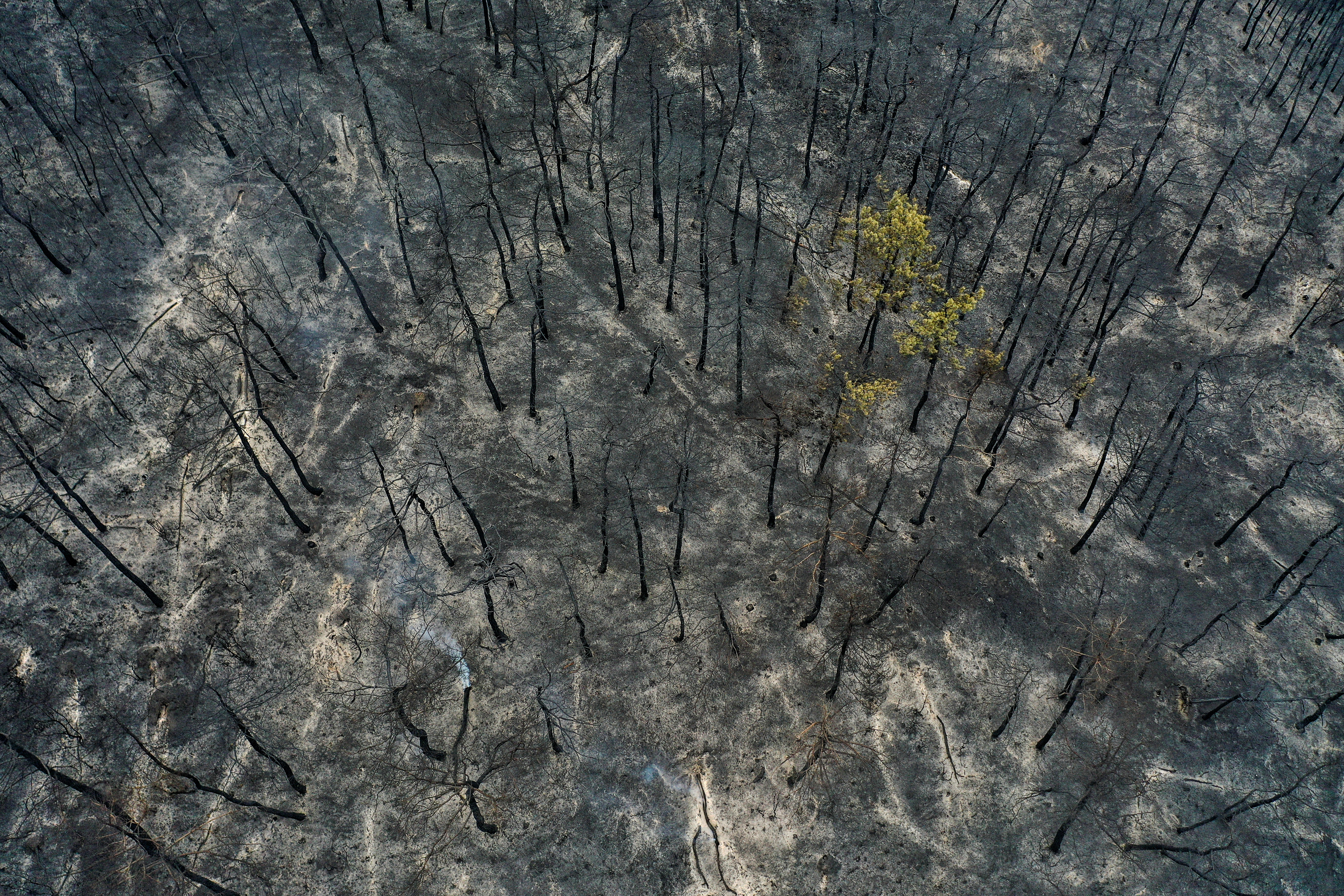 image National park forest in Greece, home to protected species, ravaged by wildfire