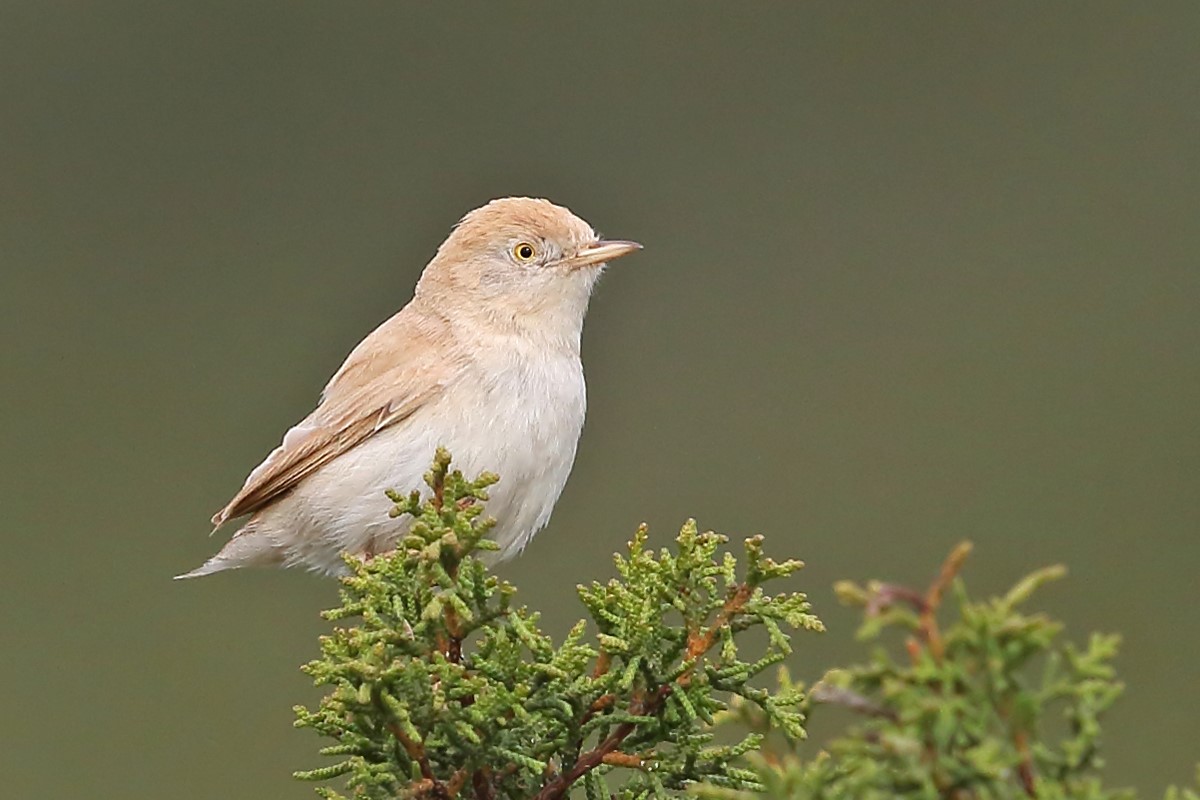 bird 1