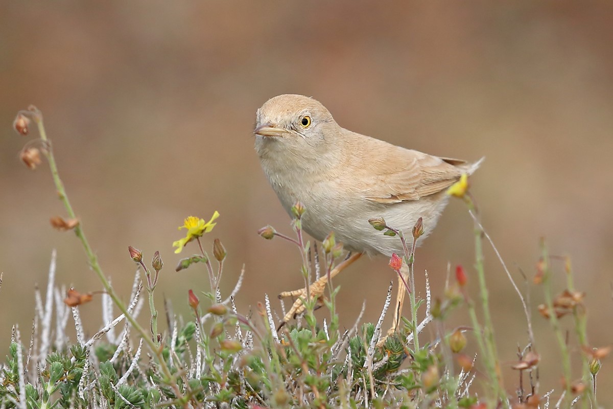image New bird species confirmed in Akrotiri (video)