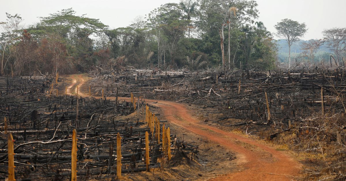 image Deforestation in Colombia edges up, moving further from govt target