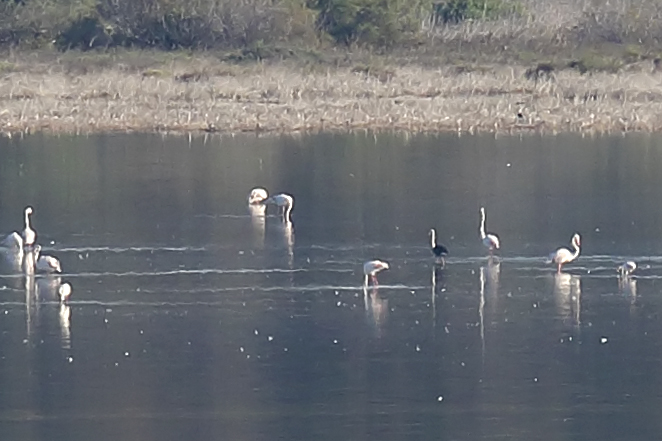 image Melani the black flamingo is back