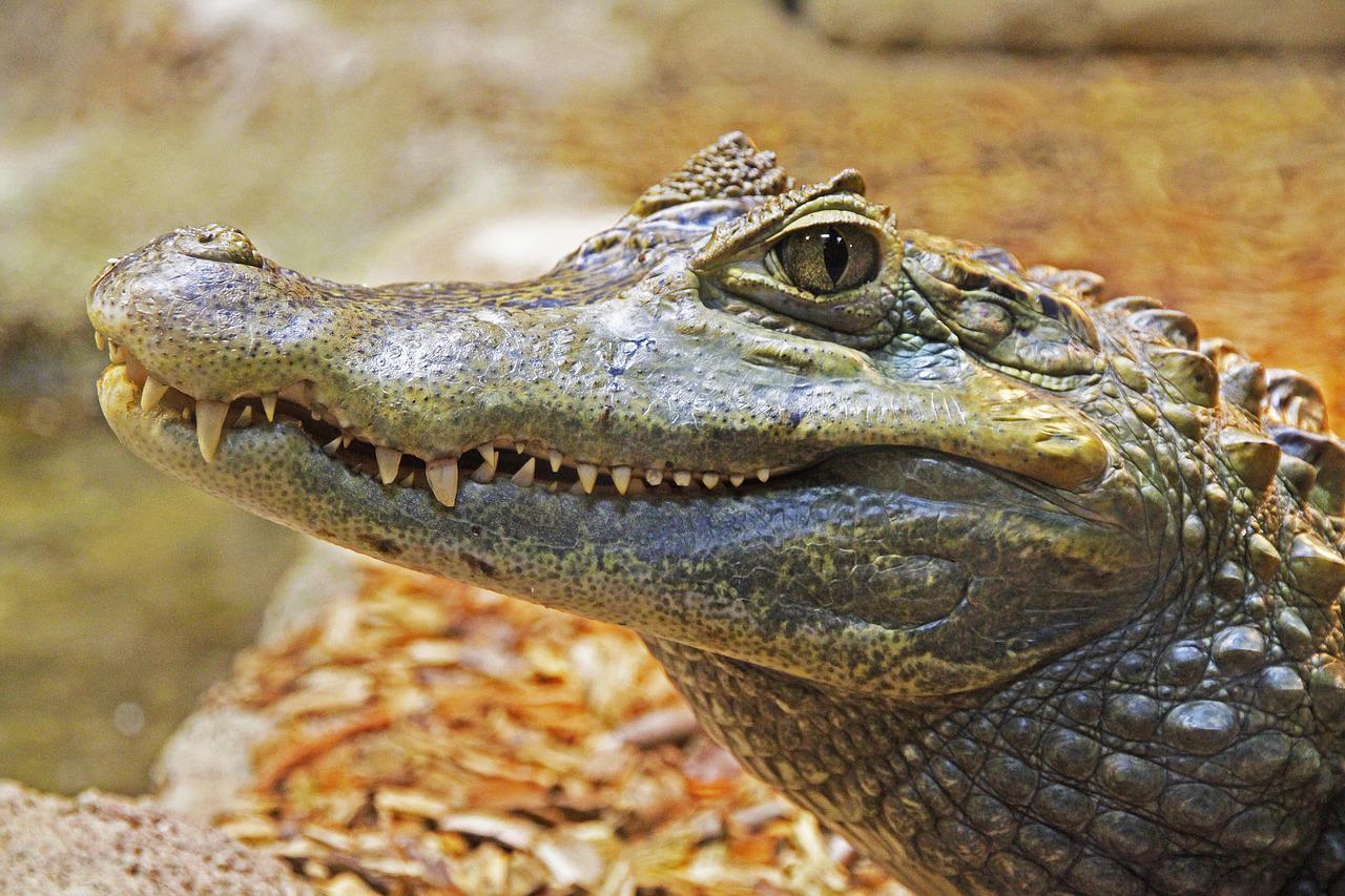 image Mexican mayor weds alligator, ceremony sealed with a kiss