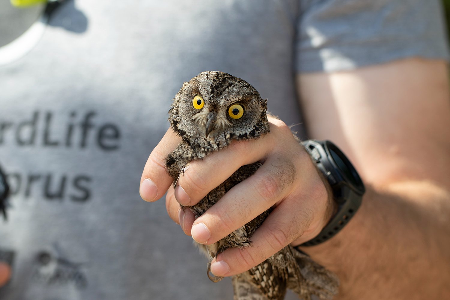 image Artificial nests a hit with owls