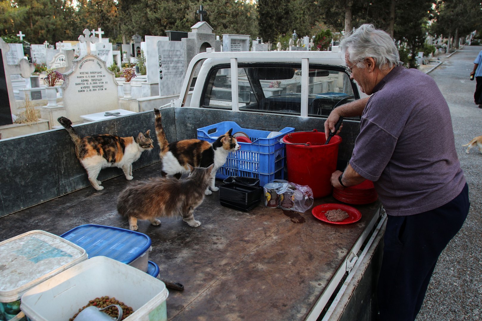image Group seeks state land for stray cats