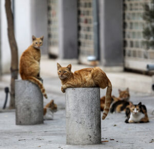 stray cats rest on a street in the old city of nicosia