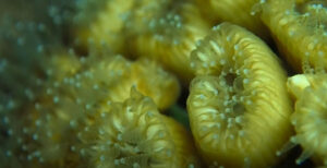 feature diving pillow coral is visible on the skopia dive route