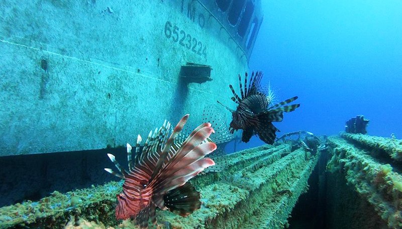 image Glimpse a world beneath the waves