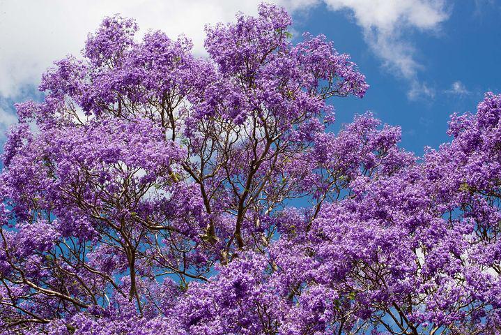 image Despite what they have endured recently, garden stalwarts are thriving