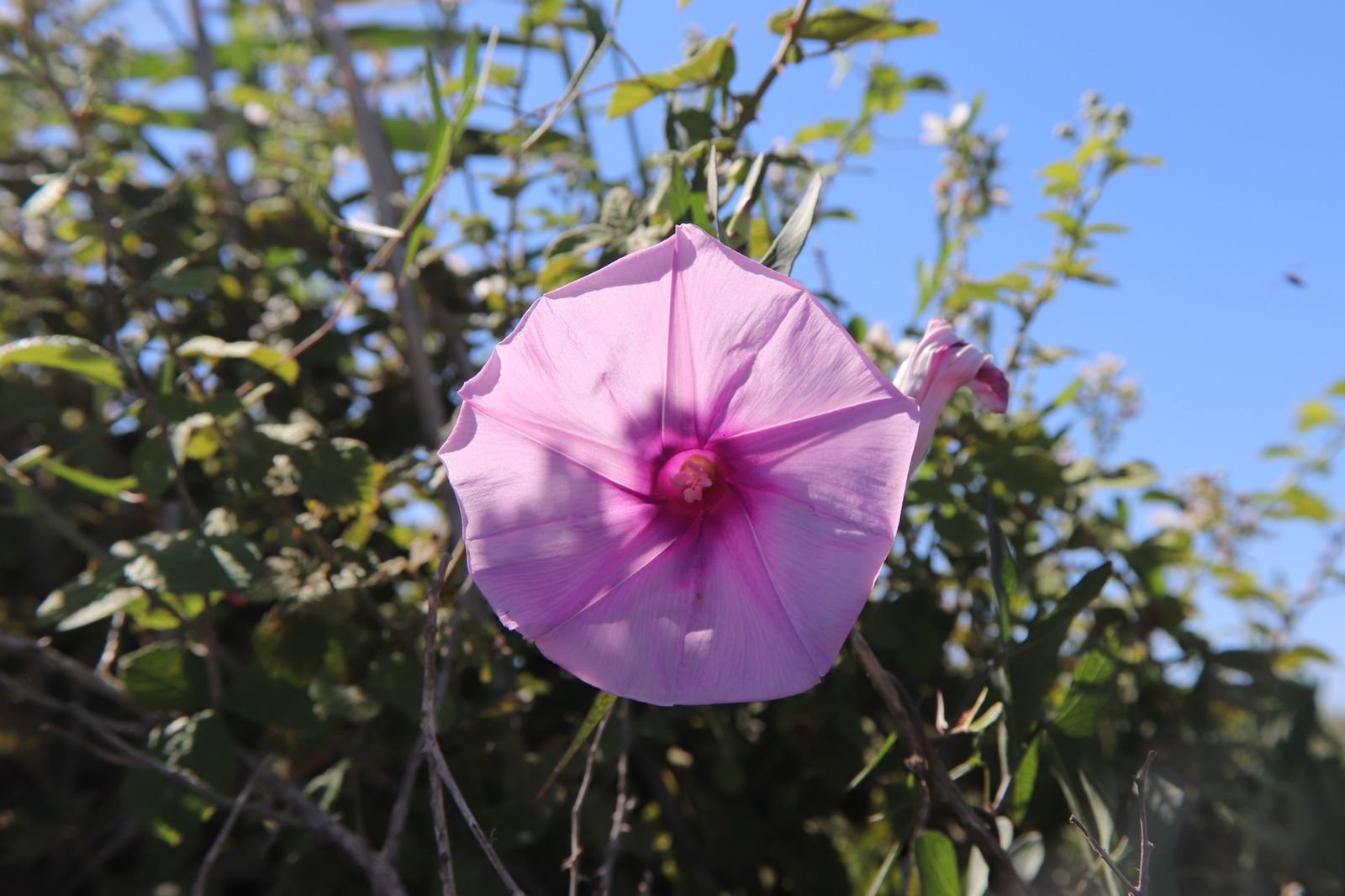 image Project to protect critically endangered Akrotiri flower