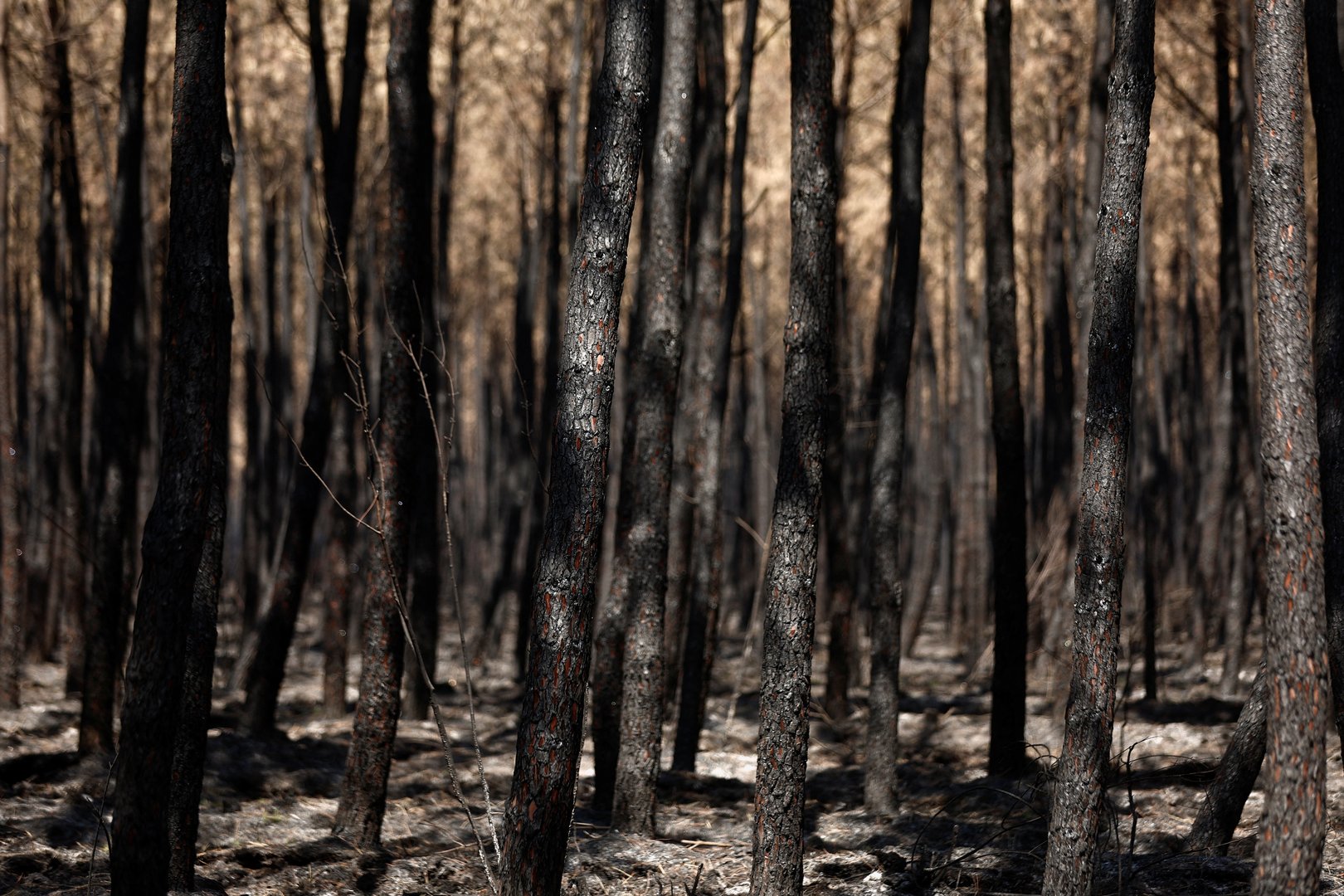 image Warning over forests as fire season begins