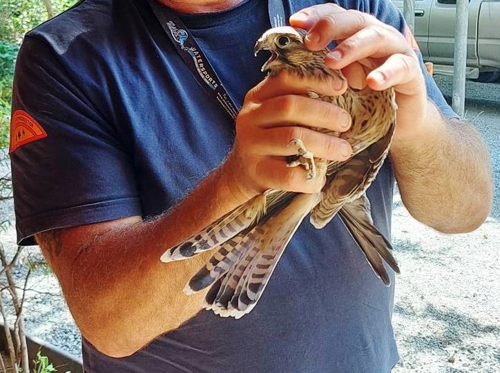 kestrel