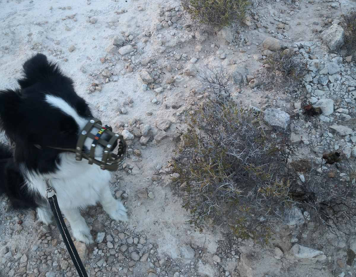 image Hunting dogs saved after timely finding of poison