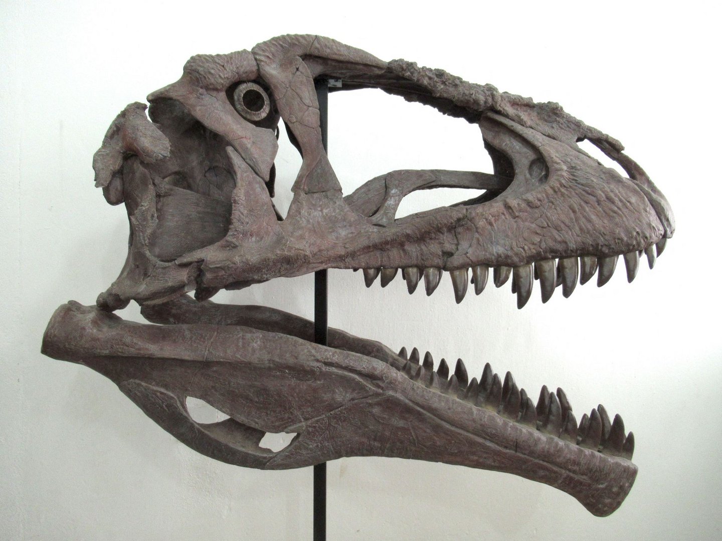 image Argentine ‘gargoyle’ shows how huge predatory dinosaurs evolved