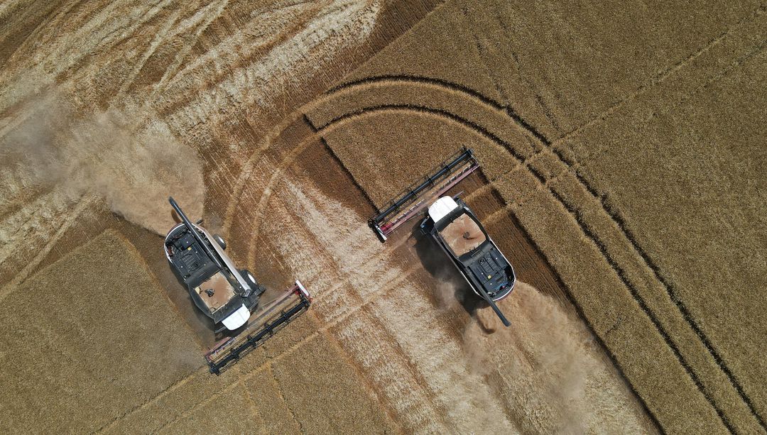 image Russia&#8217;s breadbasket seeing high yields as wheat harvest starts