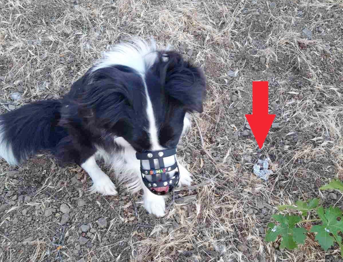 image Sniffer dogs bust major poisoning attempt