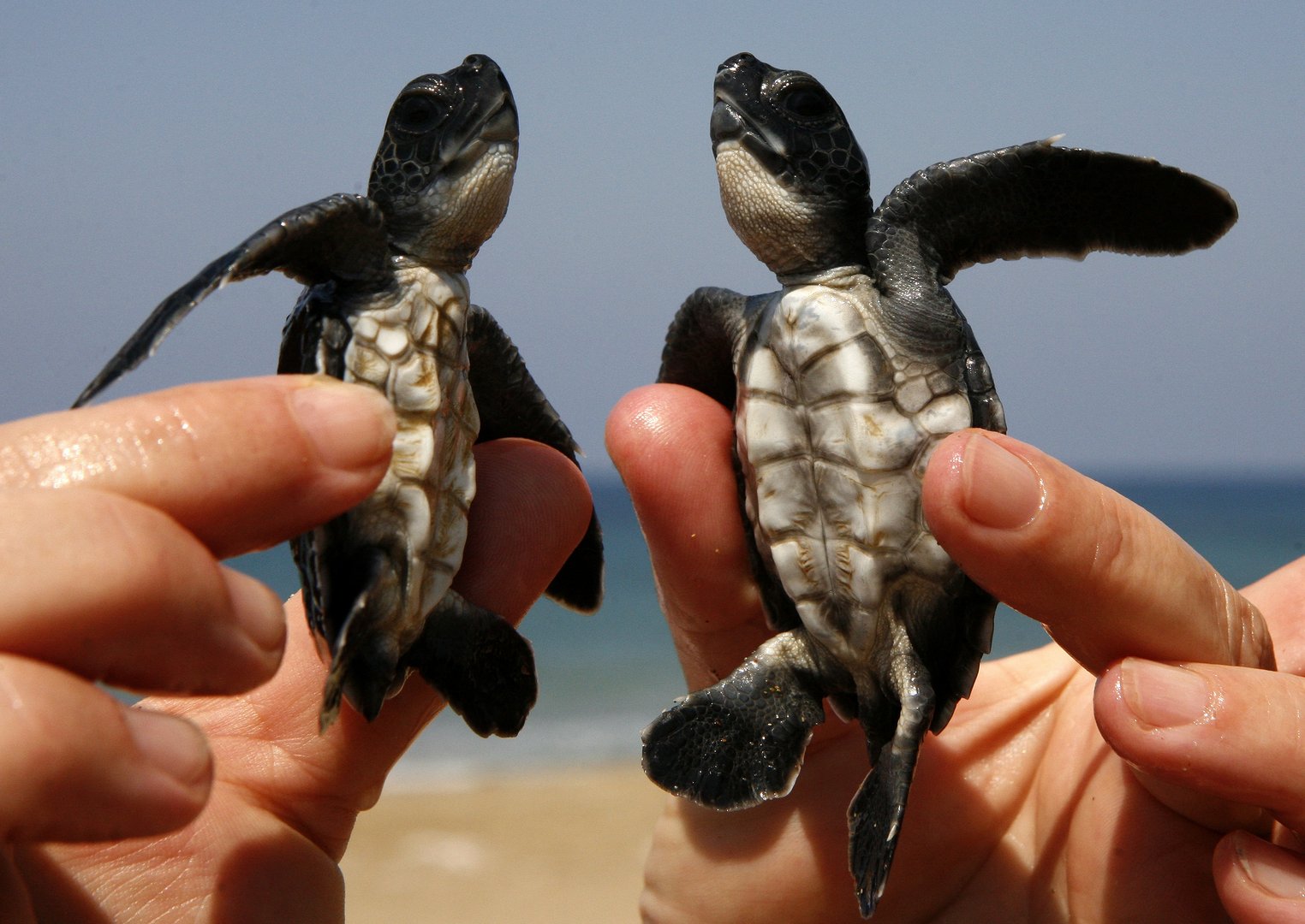 image Volunteers to aid protection of turtles
