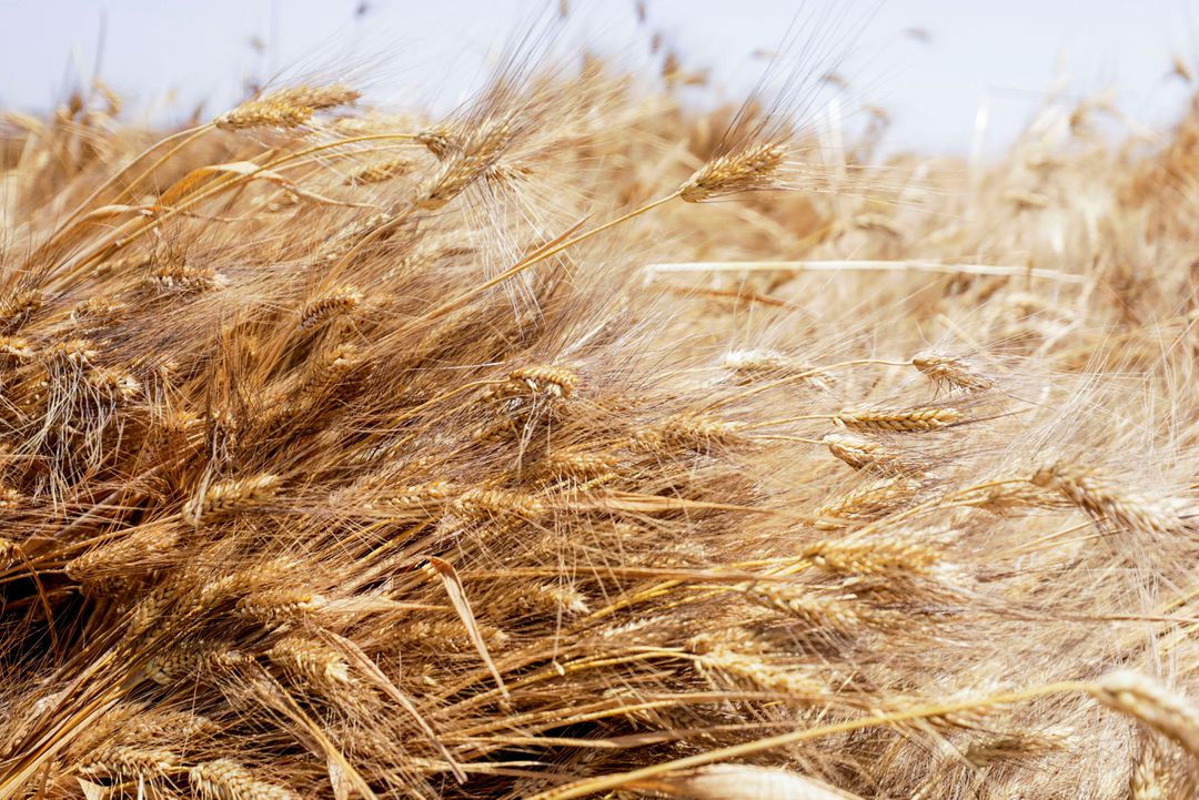 image Egypt cancels contracts for 240,000 T of stranded Ukrainian wheat