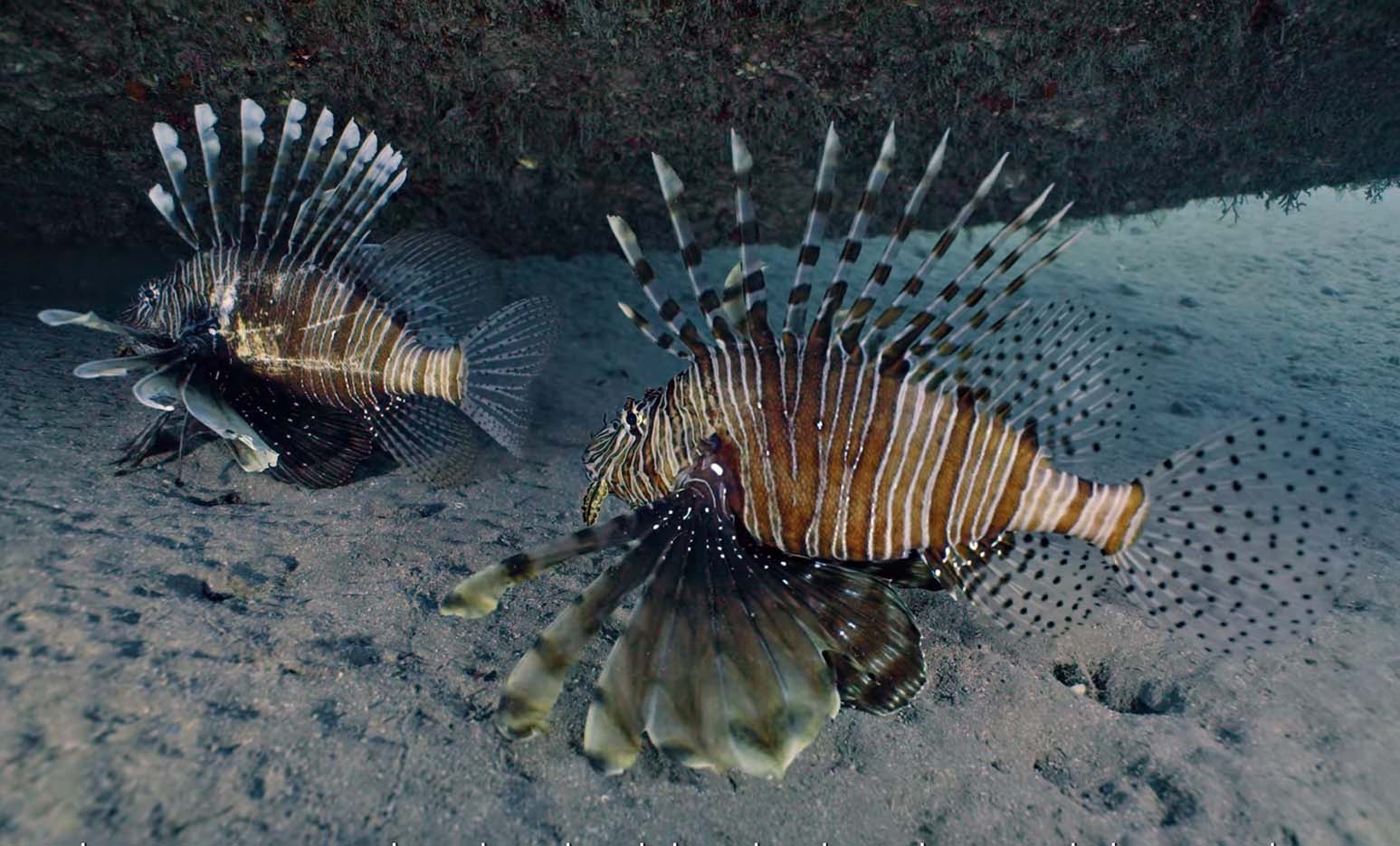 image Artificial reefs delivering results in abundance