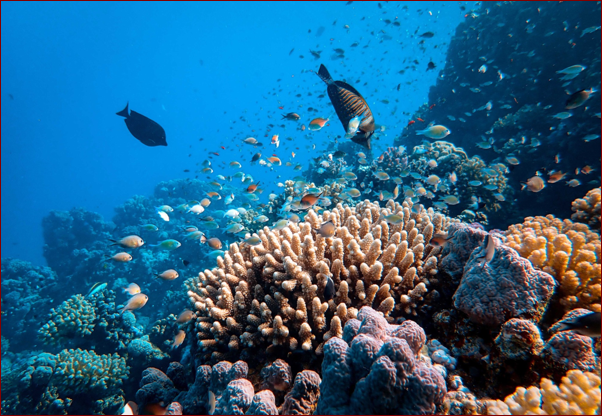 image Can Meme coins help with ocean conservation? Big Eyes and Tamadoge