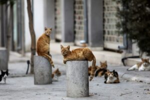 2021 06 24t090052z 273865859 rc2g4n9ce512 rtrmadp 3 cyprus cats 960x640