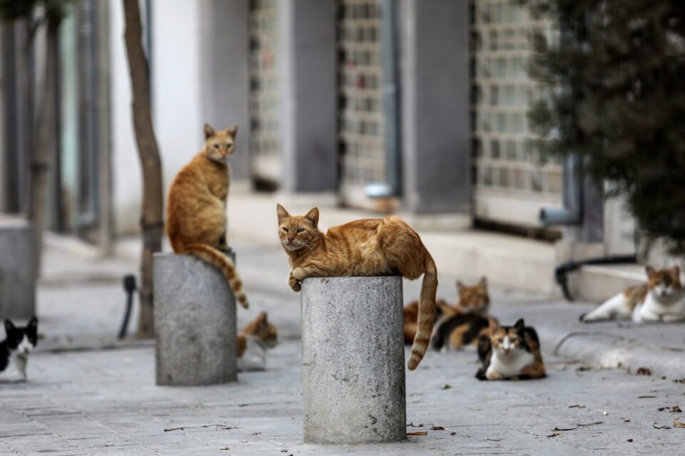 image Cat sterilisations should be increased – Animal Party