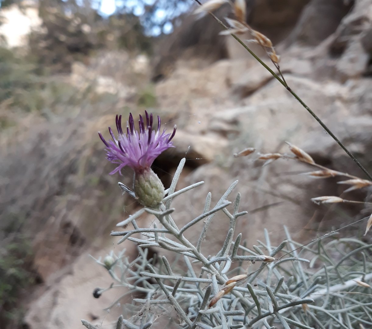 image A botanist’s fascination with Cyprus