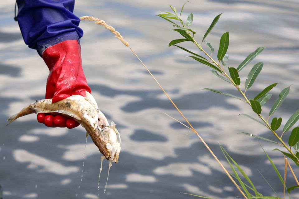 image Rare toxic algae behind fish deaths in river Oder, say researchers