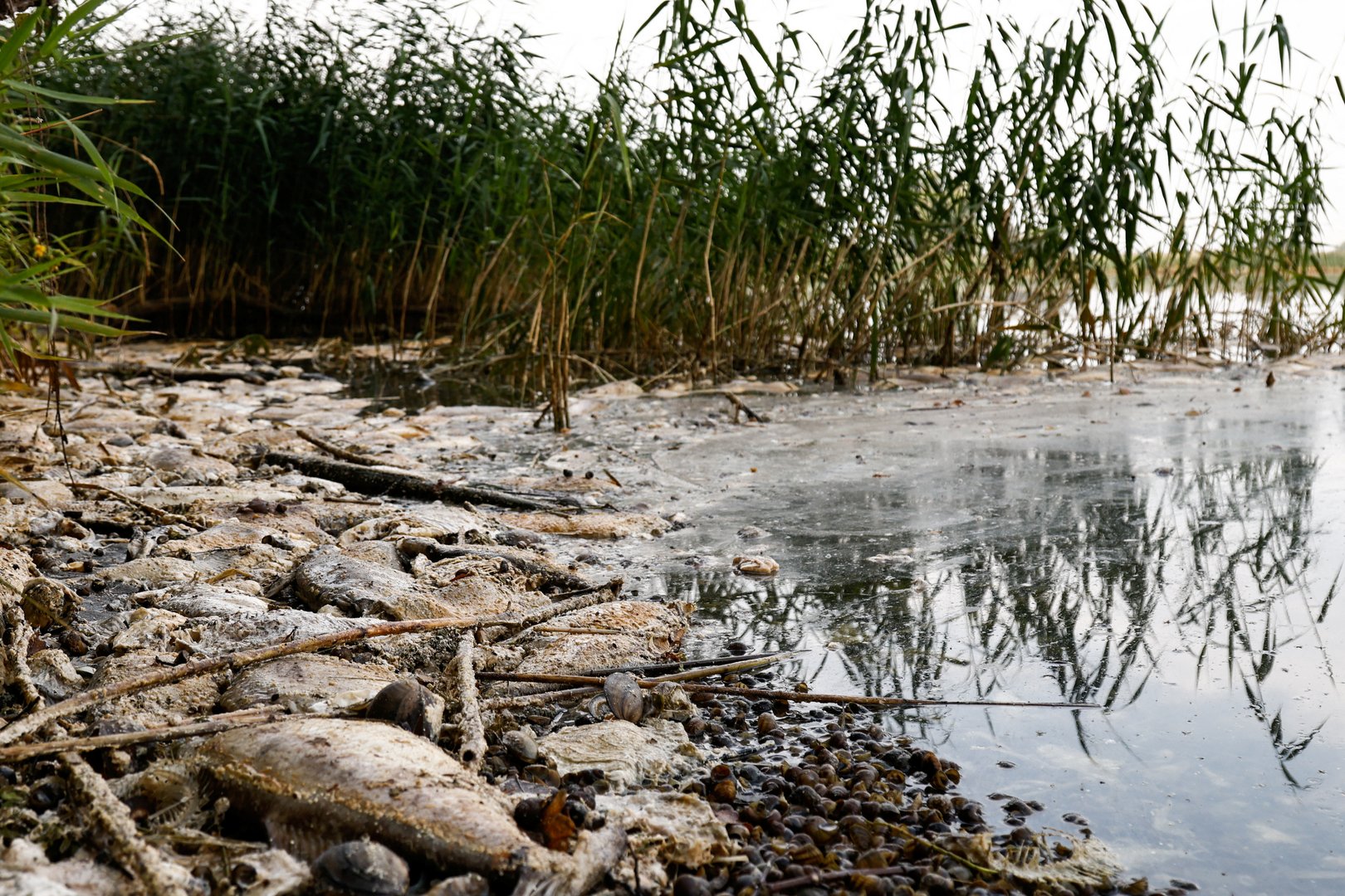 image Fear for future after mass die-off of fish in Poland&#8217;s Oder river