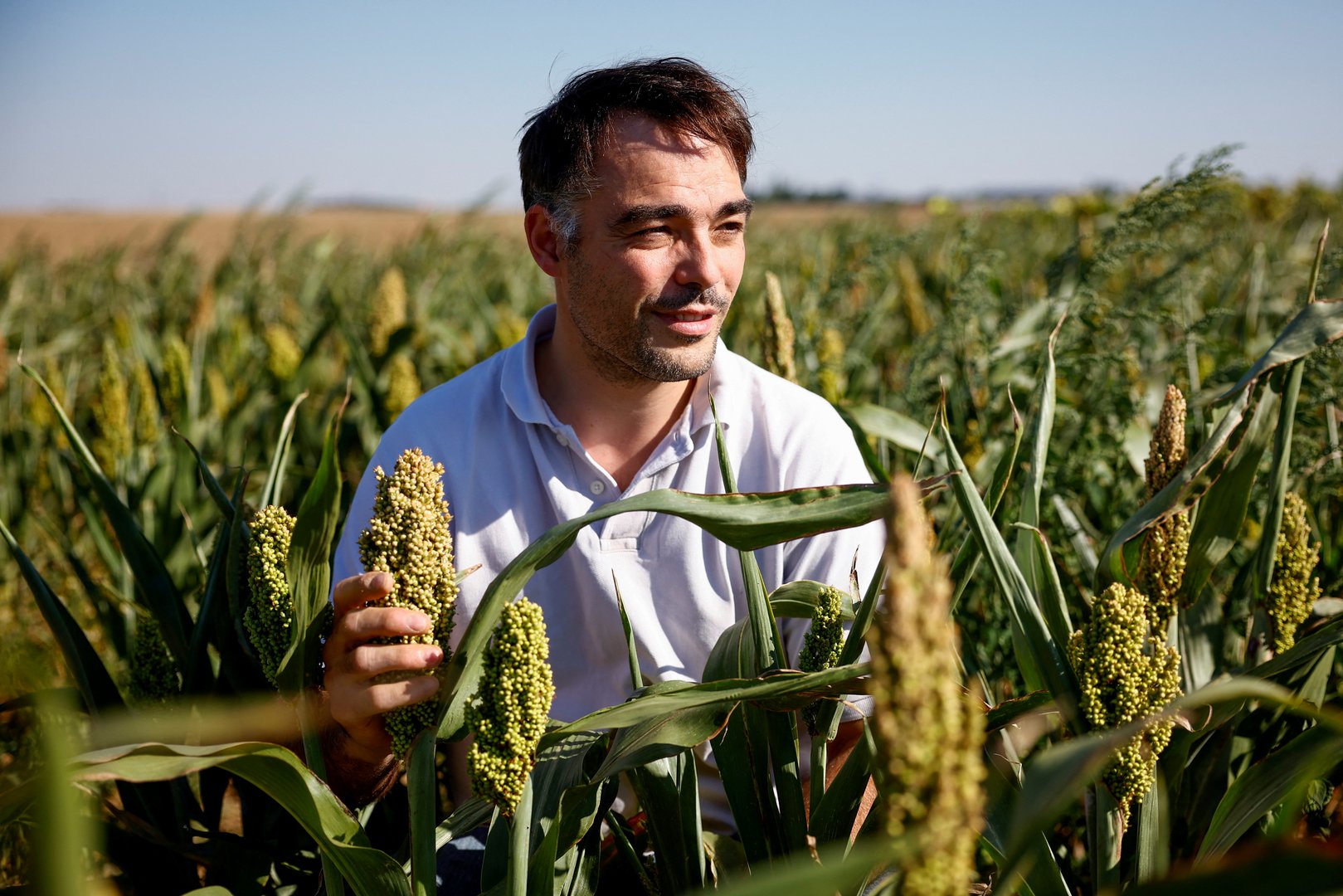 image French sorghum farmer defies drought with sustainable crop