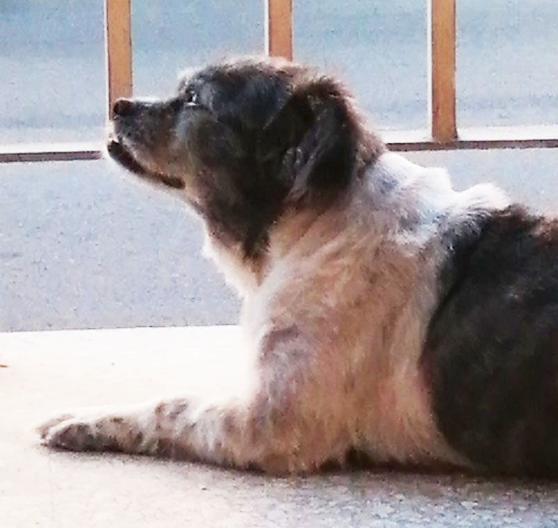 image Eight years of solid companionship gone in a flash