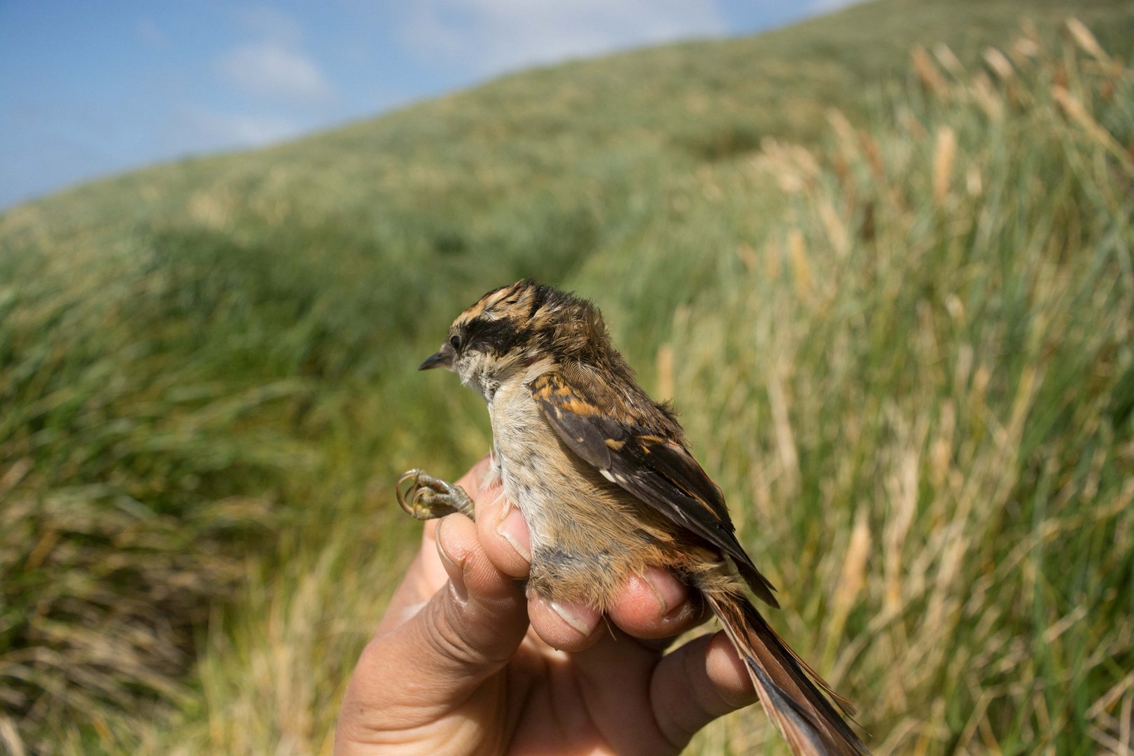 image Scientists find new bird species at South America&#8217;s edge