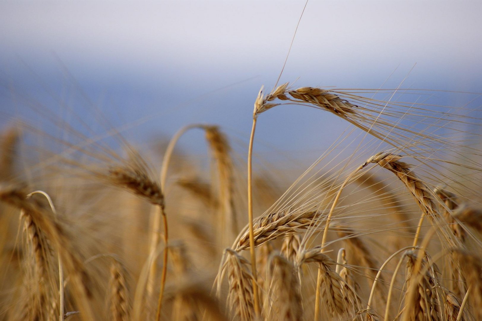 image Cyprus wheat supplies secure, for now says minister