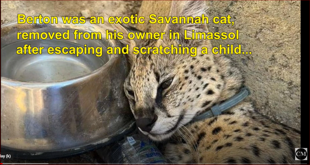 image The death of Berton the savannah cat (video)