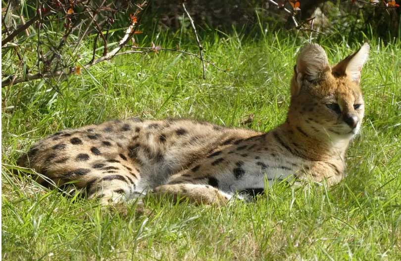 image Savannah cat dies after surgery (Updated)