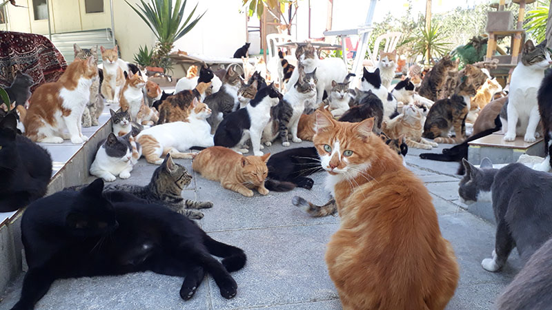 image Vets welcome decision to use Covid meds for cats