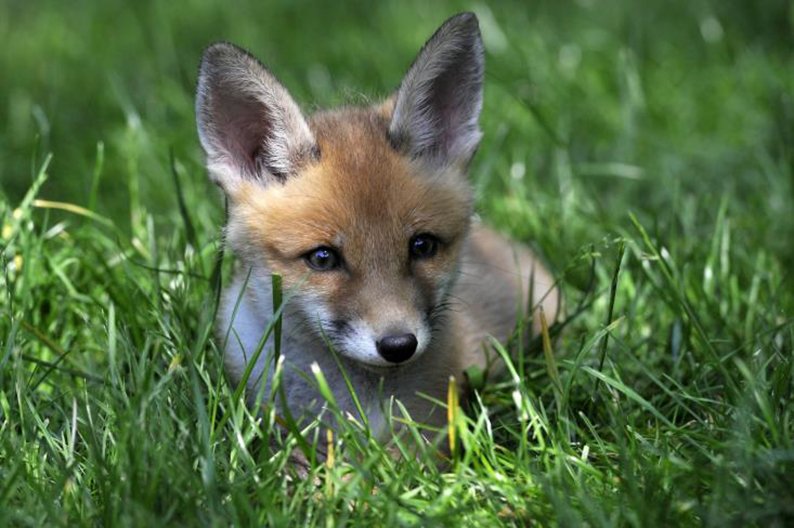 image Dead fox found hanging over signpost