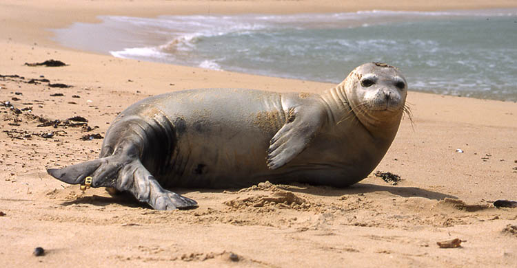 image Cyprus to launch seal care centre for endangered Monk seals
