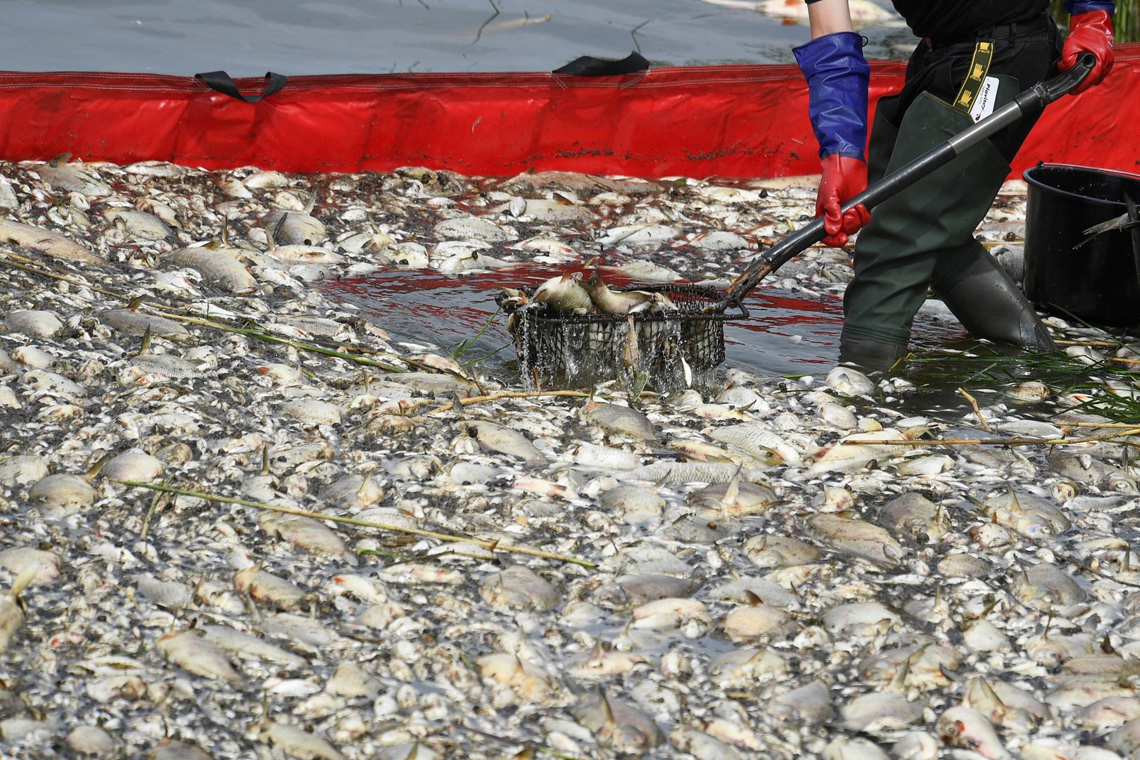 image Poland says Oder tests so far not showing poison as cause of fish die-off