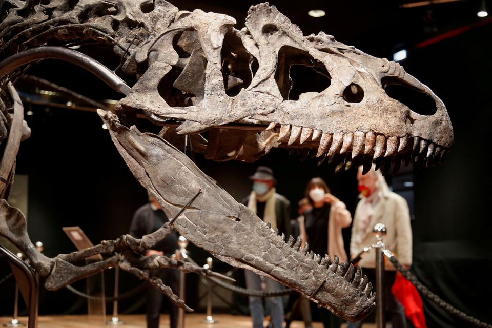 image Eye socket changes amped up bite force in T. rex and friends