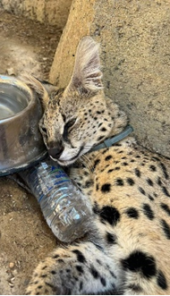 image Post mortem on wildcat, results awaited